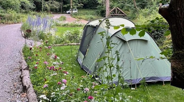 Vole tent pitch surrounded by wildflowers at a peaceful woodland campsite in North Wales