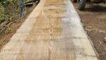 Ash Dieback: Curse or Blessing?