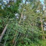 Continuous Cover Forestry: Growing, Managing & Using Our Own Welsh Timber
