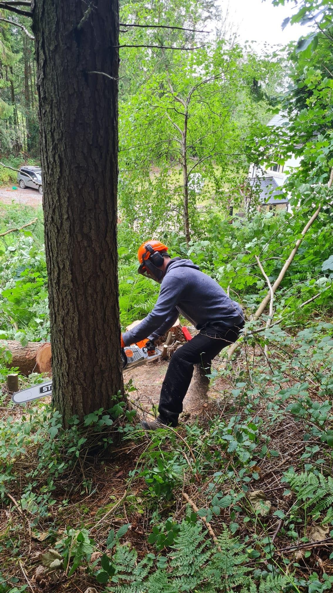 Sustainable woodland management and selective tree felling at Tree Tops and Train Tracks in North Wales