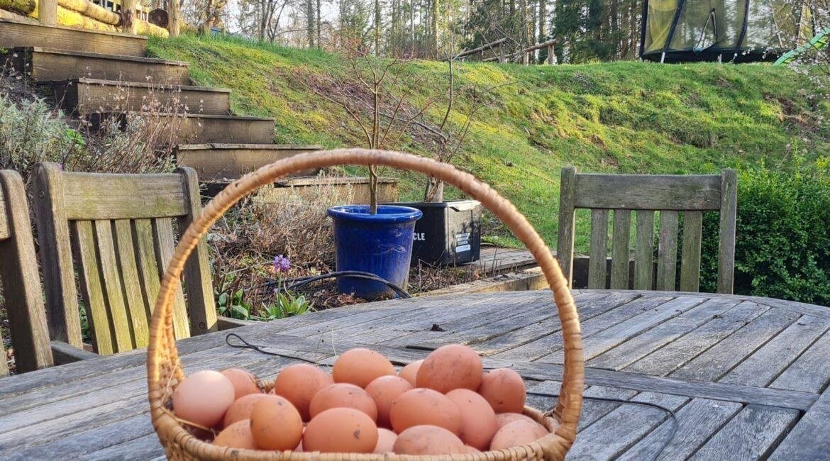 Erin’s Eggs: A Small Business with a Big Heart