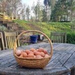 Erin’s Eggs: A Small Business with a Big Heart