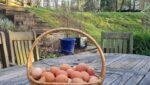 Erin’s Eggs: A Small Business with a Big Heart