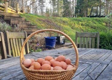 Erin’s Eggs: A Small Business with a Big Heart