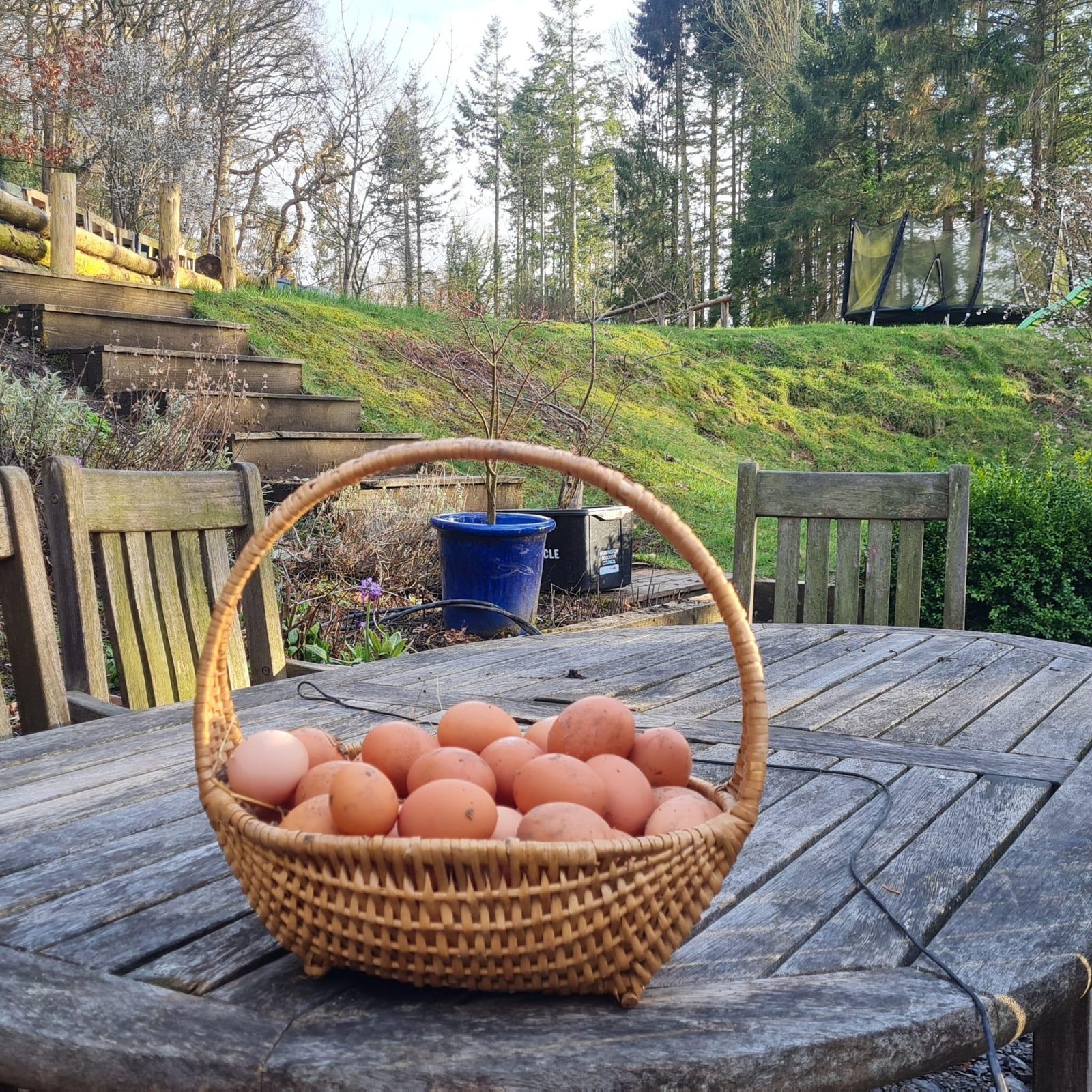 Basket of fresh eggs in a woodland garden at a family-friendly eco camping and glamping retreat in North Wales