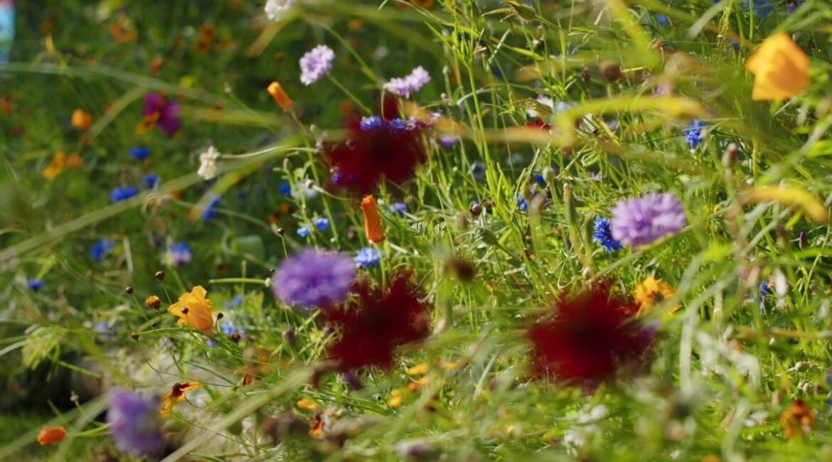 Colourful native wildflowers growing throughout the woodland campsite at Tree Tops and Train Tracks in North Wales