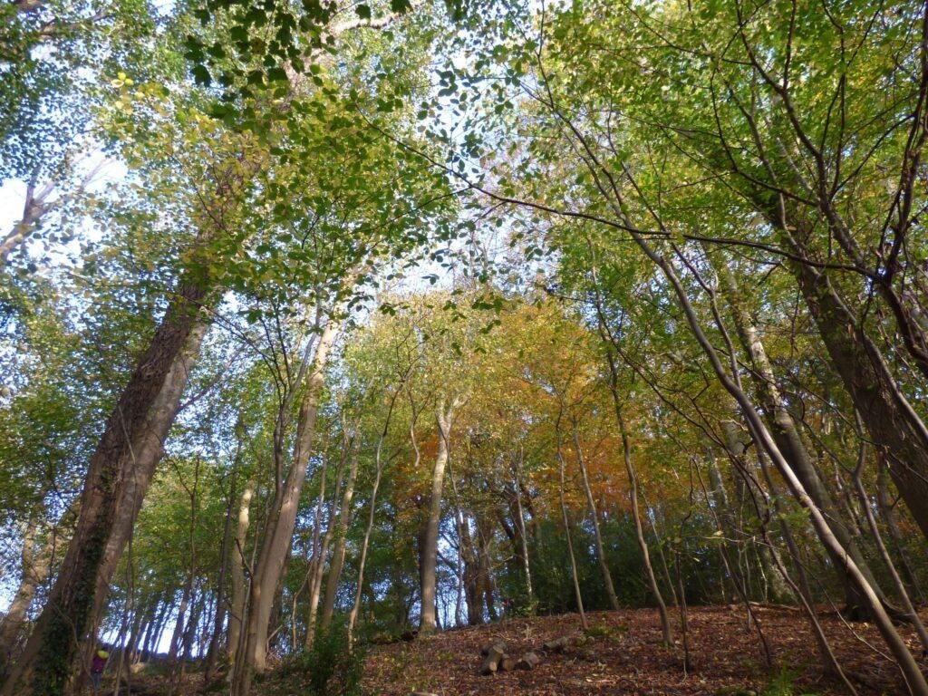 Looking up through the leafy woodland canopy in the 18-acre ancient woodland at Tree Tops and Train Tracks, North Wales