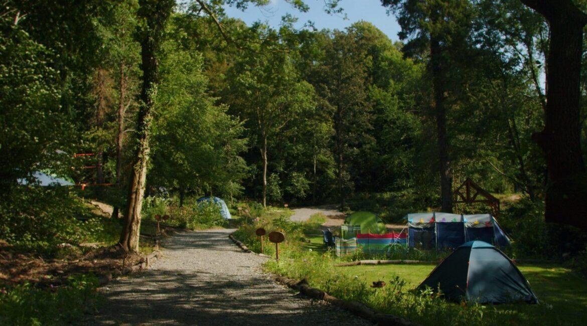Spacious woodland camping pitches surrounded by trees and wildflowers at Tree Tops and Train Tracks in North Wales