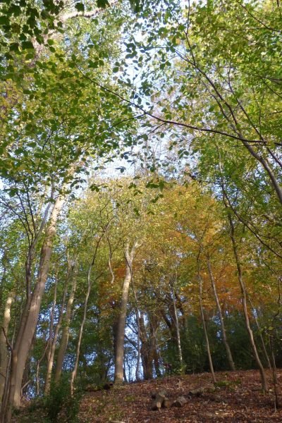 Looking up through the leafy woodland canopy in the 18-acre ancient woodland at Tree Tops and Train Tracks, North Wales